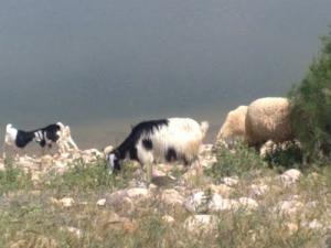 Elevage Caprin sur les hauteurs environnant la ville de Msila