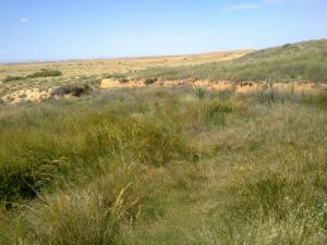 Les prairies de Msila