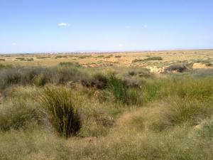 Prairies de Msila