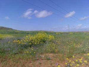 Fleurs de Moutarde Sauvage