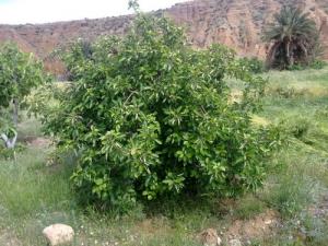 Arbres Fruitiers (Périphérie de Msila)