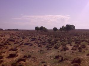 Paysage dans la périphérie de Msila
