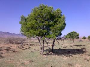 Échantillons d'Arbres de Msila