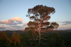 Pin d'Alep poussant (Commune de Djebel Mesaad)