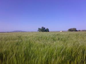 Champs de Blé dans la périphérie de Msila