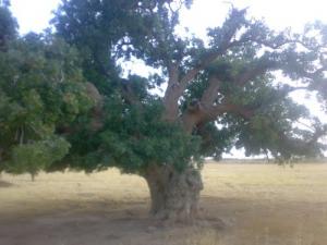 Arbre Centenaire près des champs de Blé de Msila