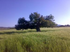 Un Arbre Centenaire poussant au milieu des champs de Blé de Msila