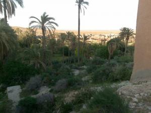 palemeraie de la région Eddis aux environs de Msila