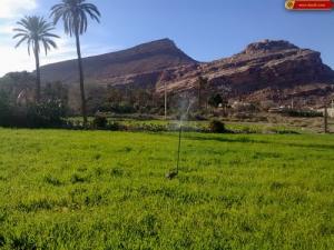 Verdure sur la région d'Eddis (Wilaya de Msila)