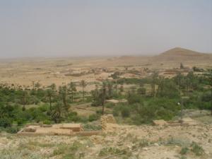 Palmiers et Pins d'Alep se conjuguent bien à Msila