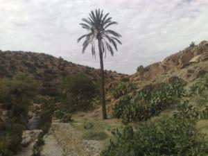 Les Jardins de Takouka (Wilaya de Msila)