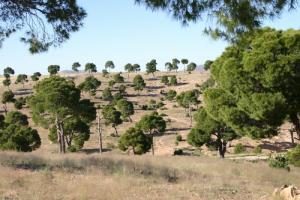 Paysage de Djebel Messaad (Wilaya de Msila)