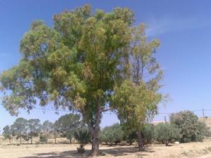 Eucalyptus de Djebel Messaad (Msila)