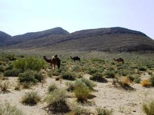 Dromadaire de la commune de M'cif