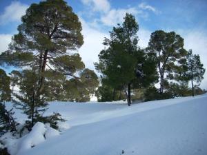 Beauté de la forêt de Msila
