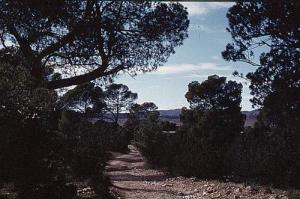 La Forêt de Djebel Messaad