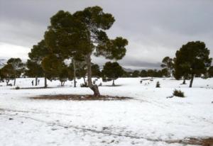 La Forêt de Aïn Oghrab en Hiver