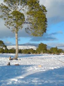 La Forêt de Djebel Messad sous la Neige