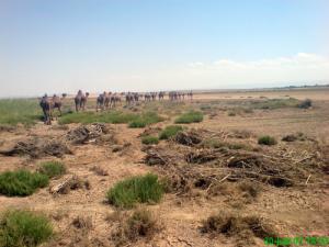 Caravane de Dromadaires à EL Hodna