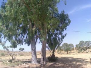 Eucalyptus de Msila