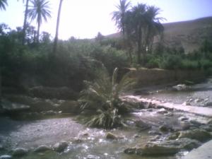 Un Palmier se Noie dans la Oued de Bou Saada )