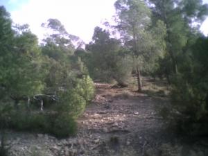 Arbres de la forêt de Djebel Messaad