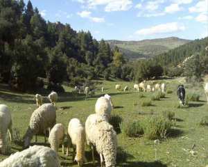 تربية الماشية بضواحي بلدية  يابوس