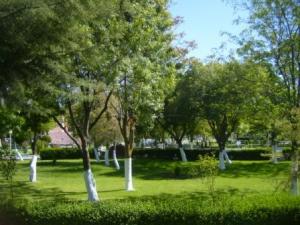 مساحات خضراء بحديقة التسلية لمدينة  سطيف  (5)