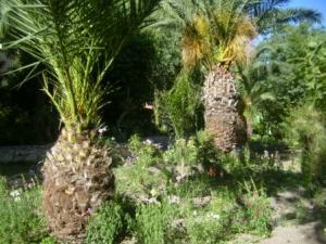 حدائق مدينة  سطيف  (4)