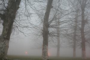 الأشجار المحيطة بقلعة  المشور