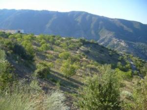 صورة من ضواحي مدينة  المروج  7