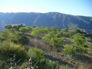 صورة من ضواحي مدينة  المروج  9