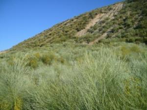 صورة من ضواحي مدينة  المروج  13