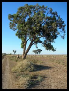 Eucalyptus aux abords de Mascara