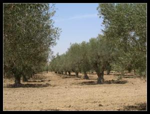 Sig et les Champs d'Oliviers