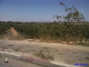 Oliveraies à l'entrée Esr de la commune de Sig