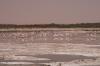 Chott dan sla commune de Aïn El-Beïda (Flamands Roses faisant escale à Ouargla avant de poursuivre leur Migration)