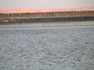 Lagunage Aéré à Ouargla