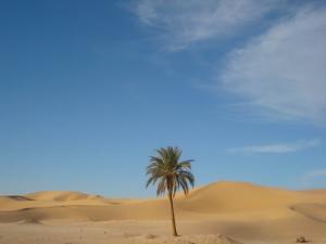 Palmier Solitaire parmi les dunes de Ain El Beida