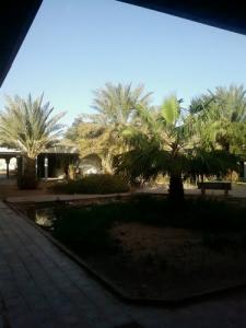 Des palmiers au centre ville de Ouargla