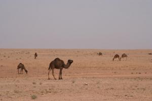 Dromadaire sur la Route entre Ouargla et Ghardaïa