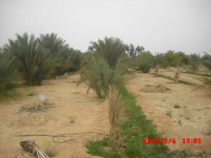 Palmiers et Culture Maraîchère aux alentours de Ouargla