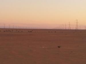 Poteaux électriques traversant le désert de Ouargla