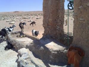 Elevage de Chèvres à Ouergla