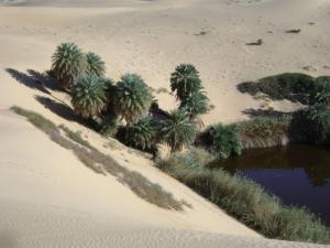 Une Oasis de Ouargla