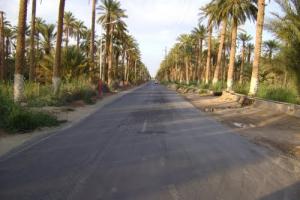 Une allée bordée de palmier à Ouargla