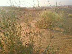 L'Etoile du Desert (périphérie de Ouargla)