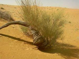 Arbuste Du Sahara Algérien