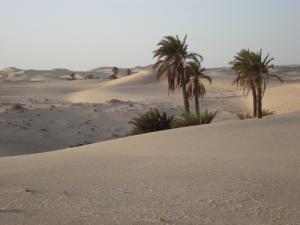 Vue sur une Oasis de Taibet