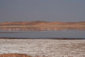 Chott Oum Er-Raned (Ouargla)